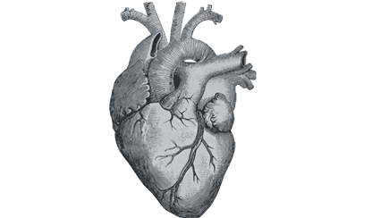 An illustration of a heart