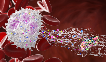 Microplastics immune response