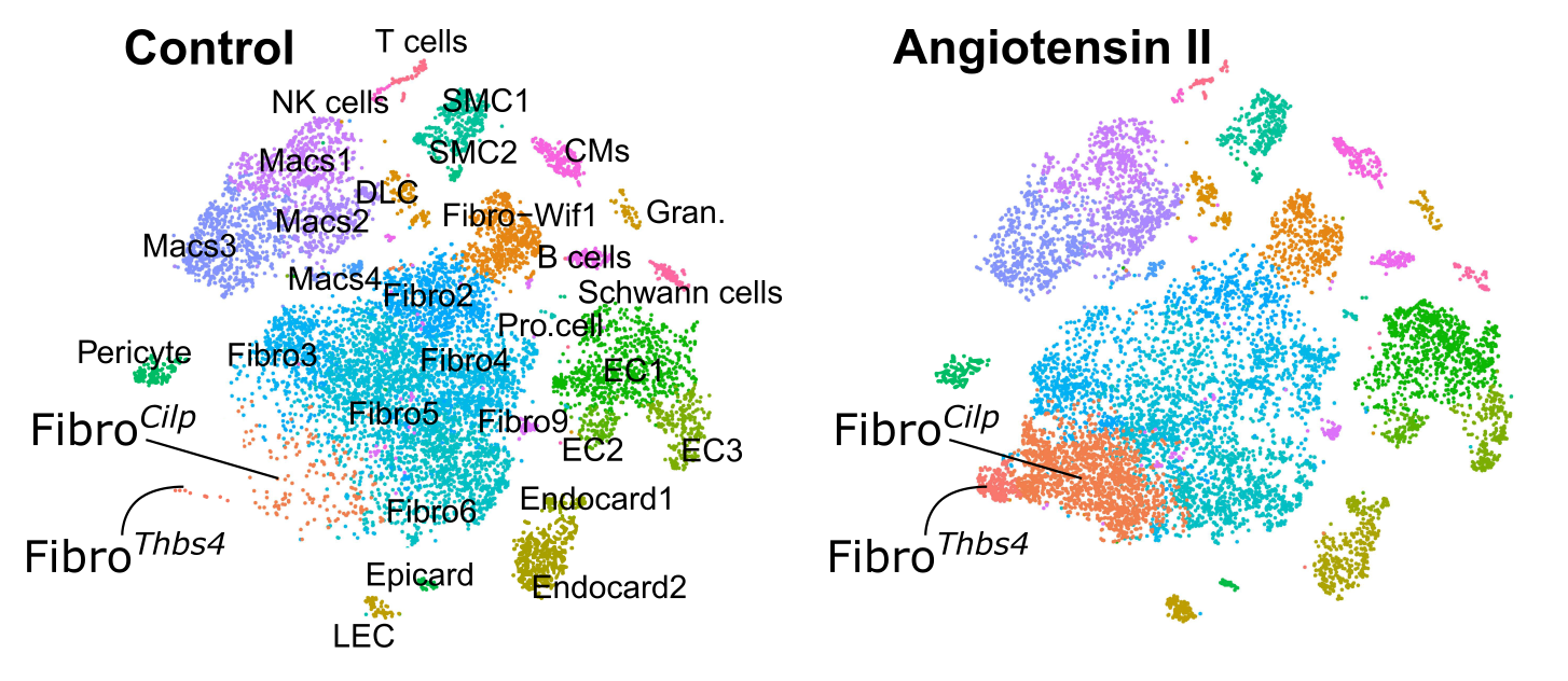 non-myocyte cells in the adult mouse heart