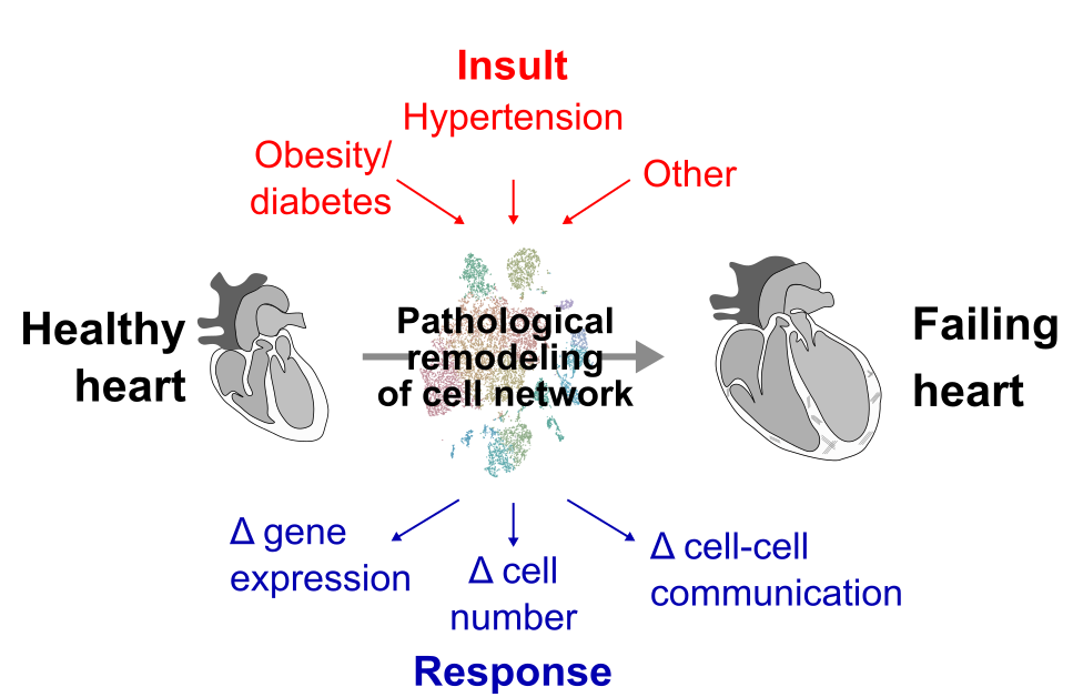 non-myocyte cells in the adult mouse heart