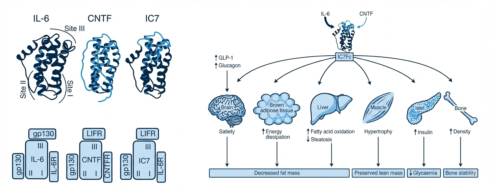 Novel chimeric cytokine, IC7Fc