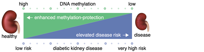 A diagram of diabetic kidney disease methylation trajectories