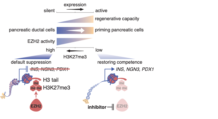 Diagram: reversing the decline of human insulin-secreting β-cells