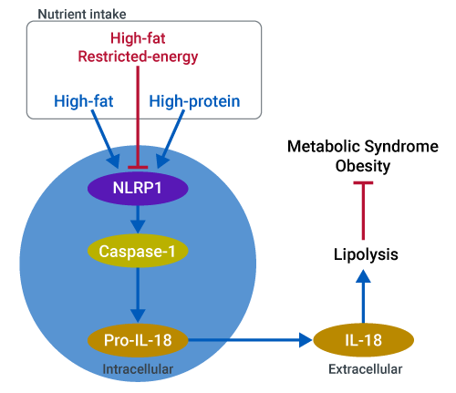 IL-18 production from the NLRP1 inflammasome