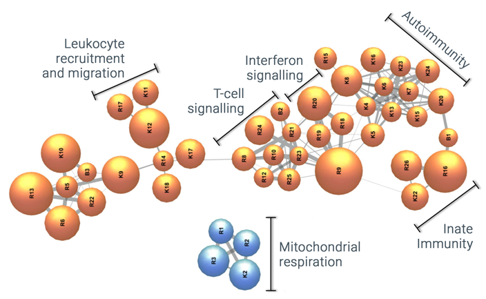 miR 181a renal function