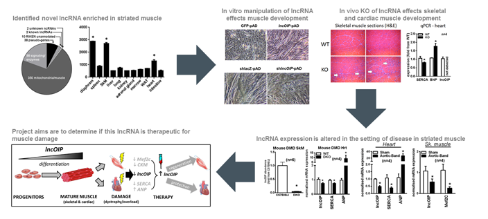 A novel molecular regulator of striated muscle function