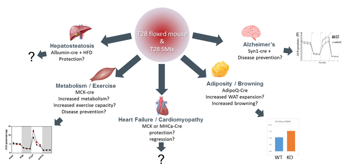 Targeting T28 to activate mitochondria and prevent disease