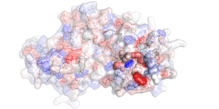 Protein engineering