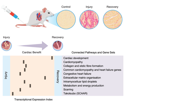 Diagram of cardiac injury influenced by writer and erasers of lysine acetylation